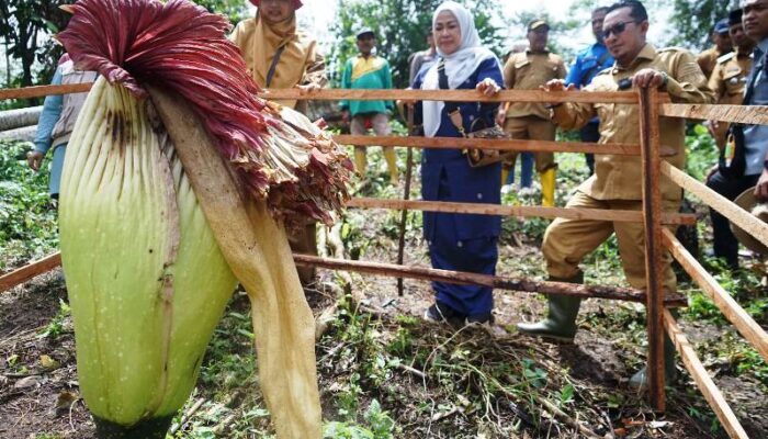 Bunga Bangkai di Nagari Buo