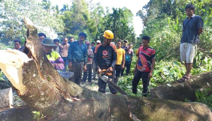 Sejumlah Pohon Tumbang dan Timpa Rumah Warga