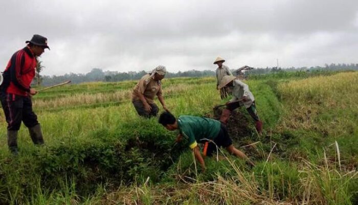 Hama Tikus Serang Tanaman Pertanian di Tanah Datar