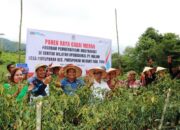 Keltan Pintu Pohan Panen Cabai Merah Keriting