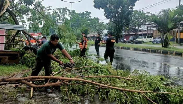 12 Pohon Tumbang Dihantam Badai