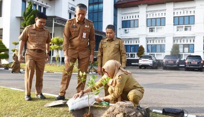 Halaman Balaikota Pariaman Ditanami Jeruk Gunung Omeh